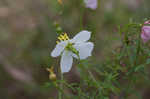 Panhandle meadowbeauty